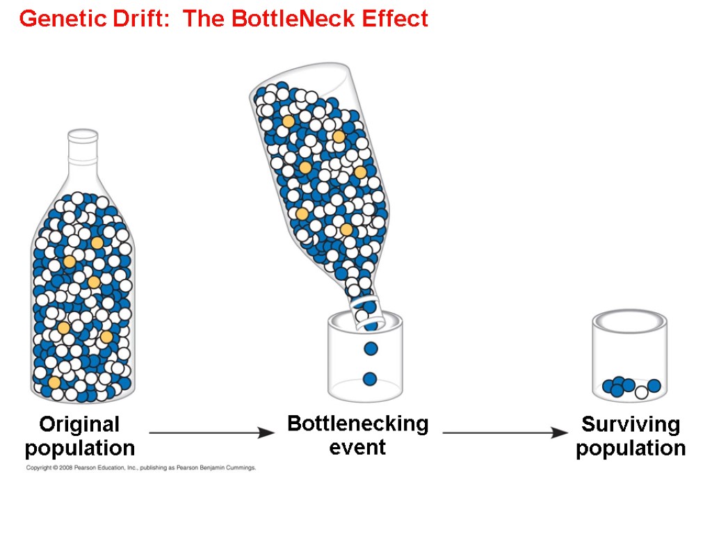 Genetic Drift: The BottleNeck Effect Original population Bottlenecking event Surviving population